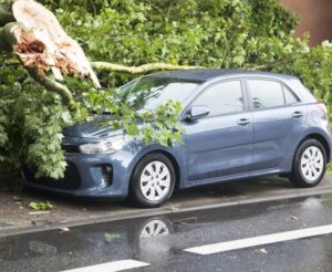Ast beschädigt Auto