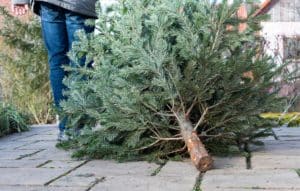 Ein Mann zieht einen Weihnachtsbaum hinter sich her