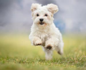 hund-läuft-auf-einer-wiese-rum